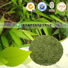 Pure Natural Herb Medicine Herba Loophatheri Dan Zhu Ye